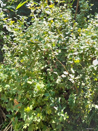 Дача 20,6 м² на участке 7 сот.