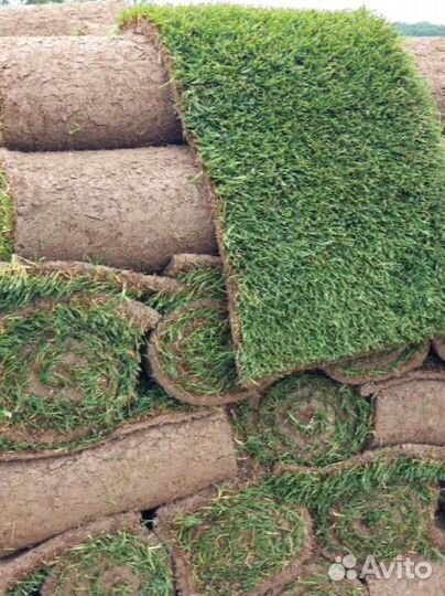 Рулонный газон 