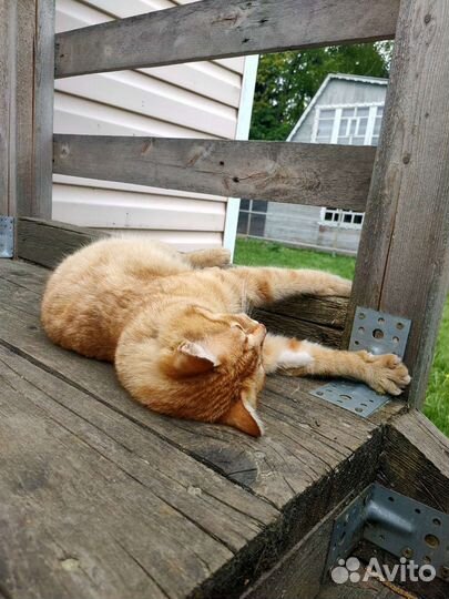 Кот в добрые руки