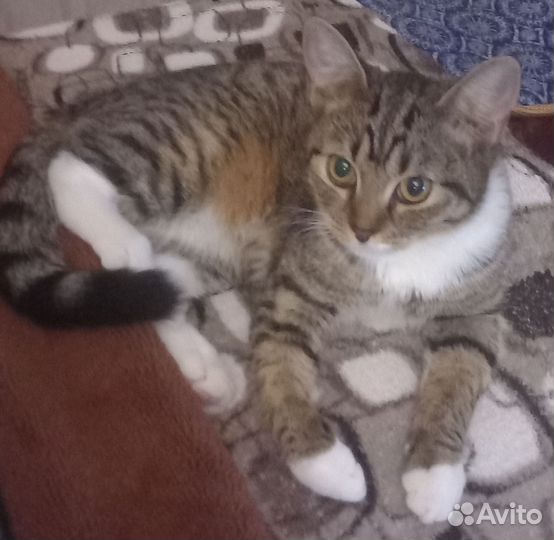 Кошка в дар бесплатно