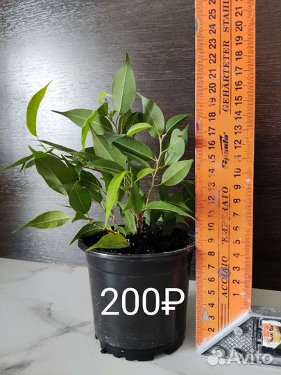 Фикус Бенджамина