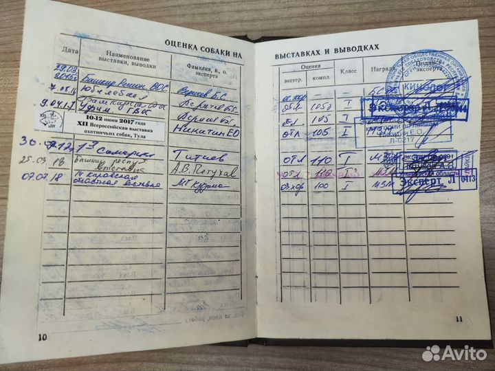 Русско европейская лайка