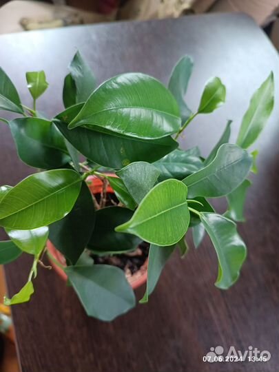 Фикус Бенджамина 5 стволов