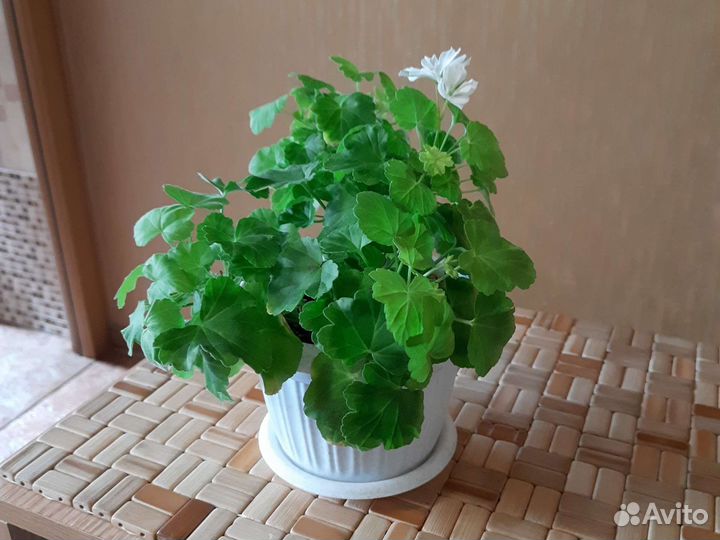 Пеларгония герань сортовая