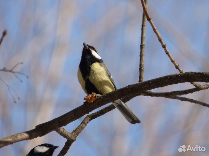 Panasonic Lumix dmc fz72