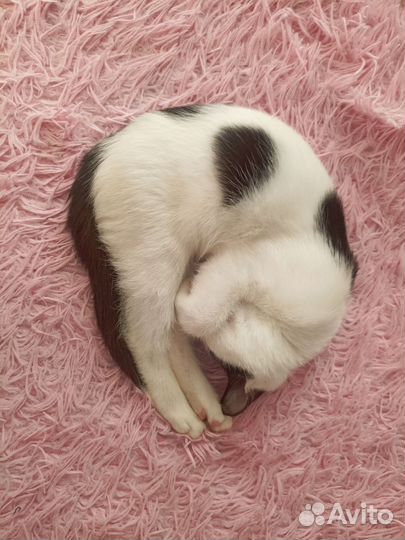Котенок с преданным бесплатно