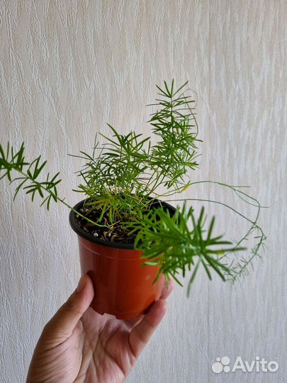 Аспарагус папоротник