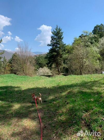 Кинолог, специалист по работе со страхами