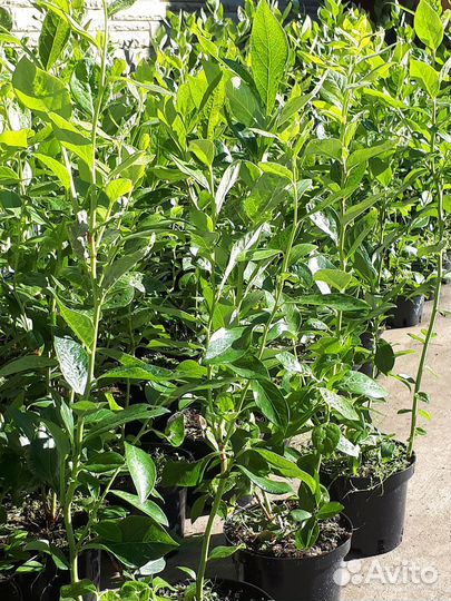 Саженцы голубики 2-х и 3-х летние