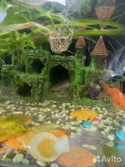 Аквариум