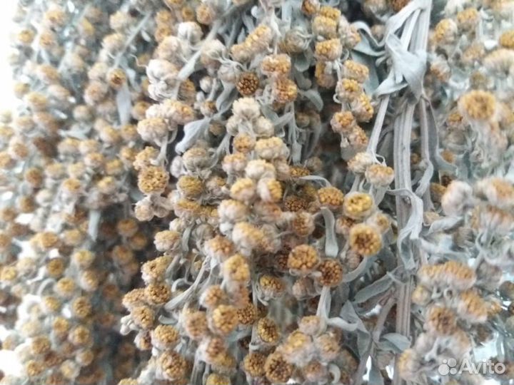 Полынь горькая