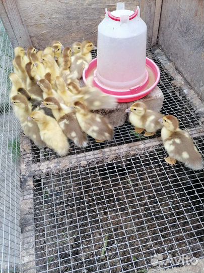 Индоутята тяжёлой линии разных возрастов