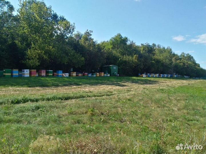 Мёд с личной пасеки 2023