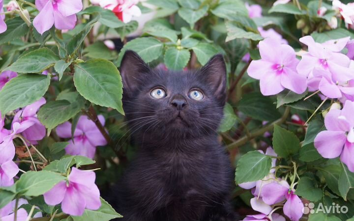 Черный котенок в добрые руки