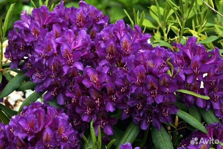 Рододендрон