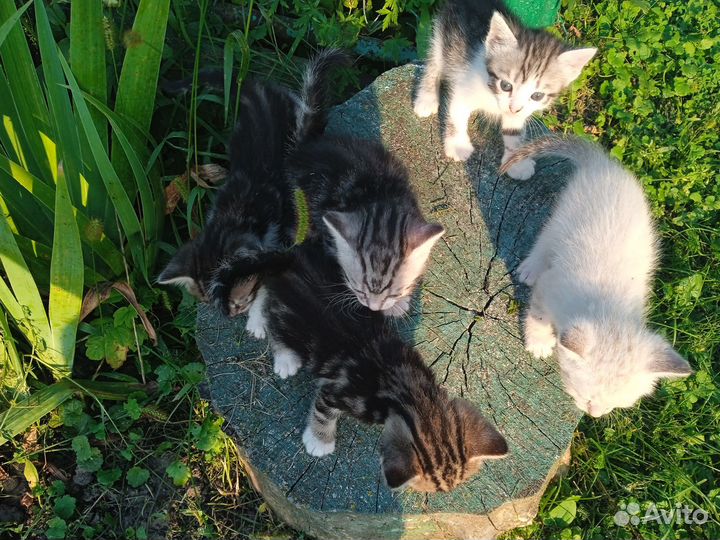 Котята в добрые руки бесплатно