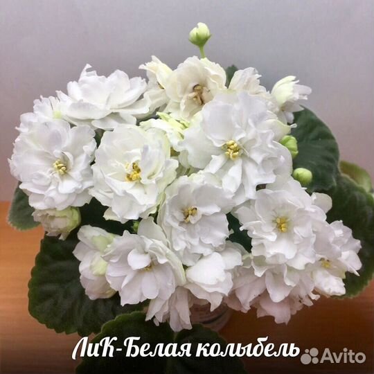 Сортовые сенполии