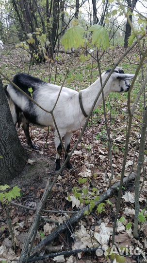 Коза дойная