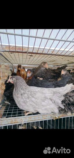 Куры доминант