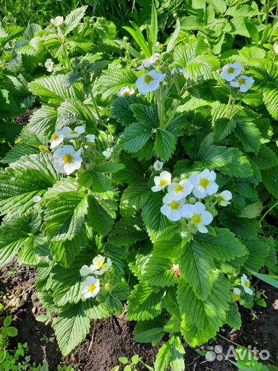 Земляника садовая крупная сладкая