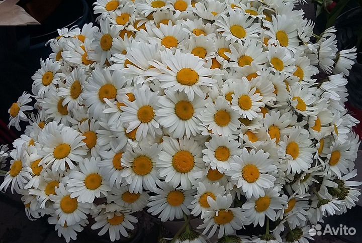 Ромашки цветы