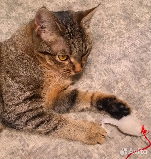 Кошка в дар