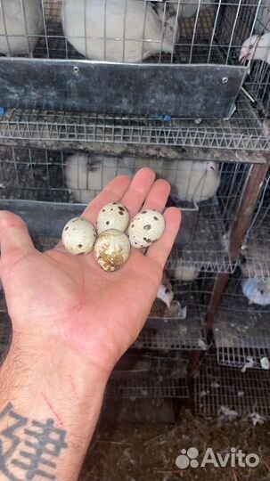 Инкубационное яйцо перепелов