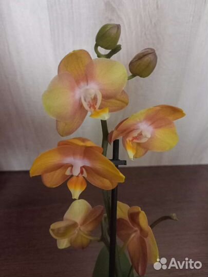 Орхидея фаленопсис