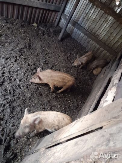 Поросята дикого кабана