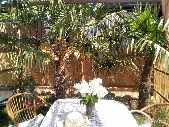 Молодые пальмы трахикарпус форчуна