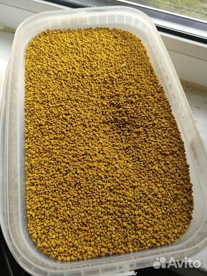 Пыльца пчелиная 2024г