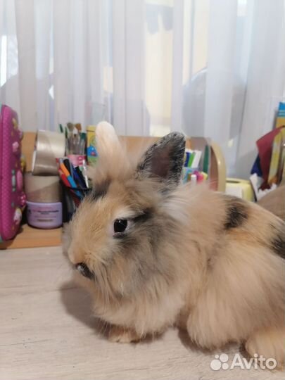 Декоративные кролики