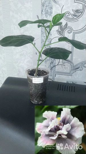 Сортовые гибискусы