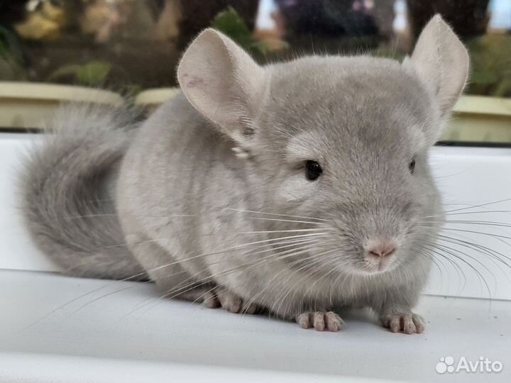 Шиншиллы бежфио 50%сапфира (мальчик)