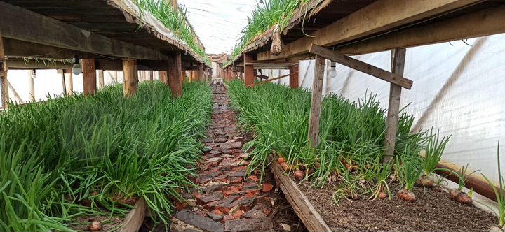 Участок 10 сот. (СНТ, ДНП)