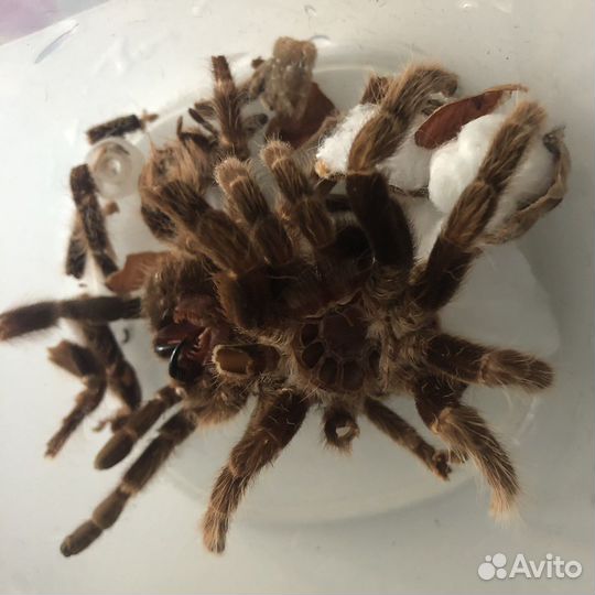 Шкурки (экзоскелеты) пауков