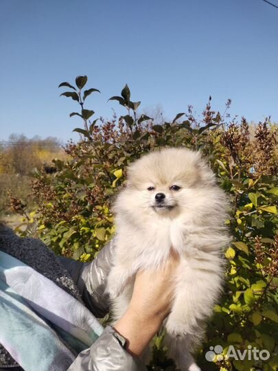 Щенки шпица