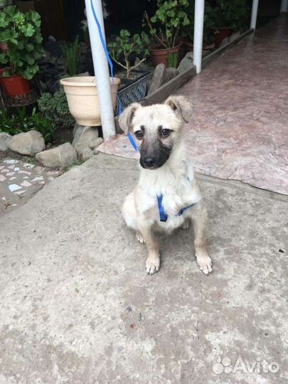 Пуговка ищет свою семью