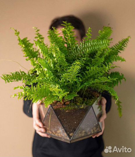 Папоротник нефролепис, флорариум