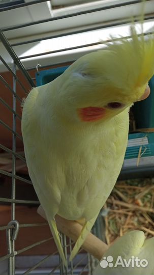 Попугай корелла птенец лютино самка