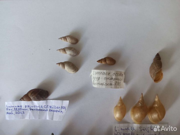 Морские раковины