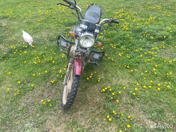 Рейсер альфа