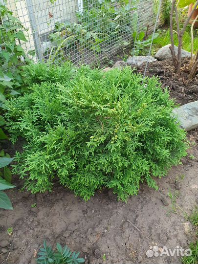 Туя шаровидная