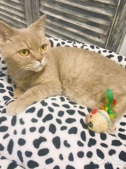 Золотистая британская кошечка в дар