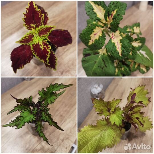 Растения для дома и сада