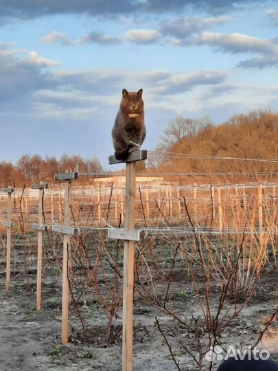 Саженцы ремонтантной малины