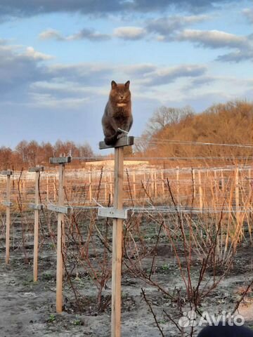 Саженцы ремонтантной малины