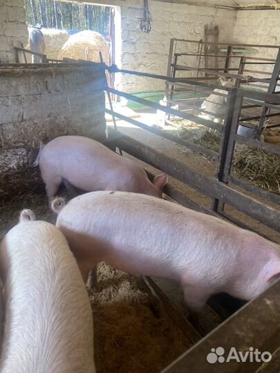 Поросенок ландрас