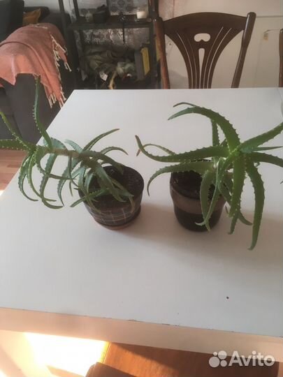 Алоэ столетник