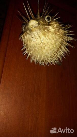 Чучело рыбы Еж